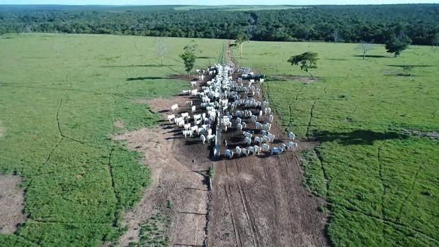 Fazenda em Paranatinga-MT, 6.300 hectares. - Foto 4