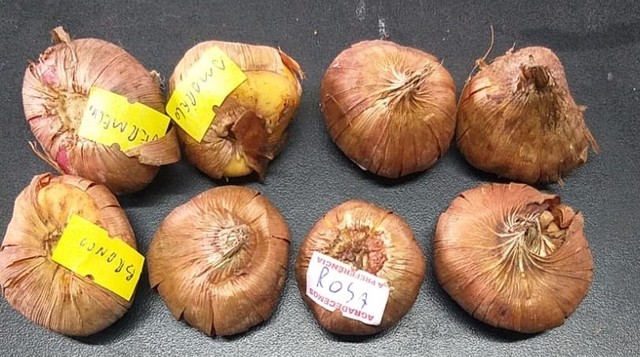 8 bulbos palma santa rita - gladiolos - Produção Rural - Pacotuba,  Almirante Tamandaré 1038511380 | OLX