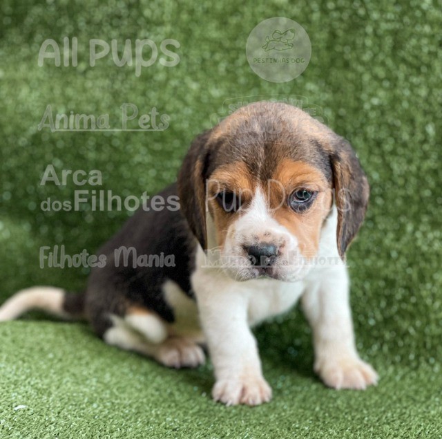 Beagle for hot sale sale olx