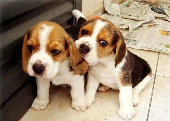 Filhotes de beagle tricolor macho e fêmea entregamos 
