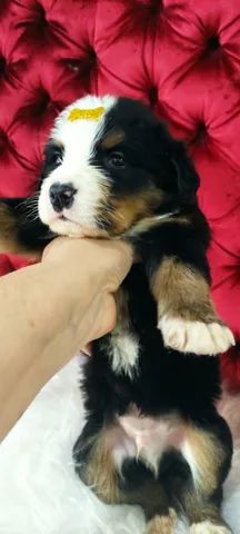 Bernese montain dog canil legal não pega sinal 