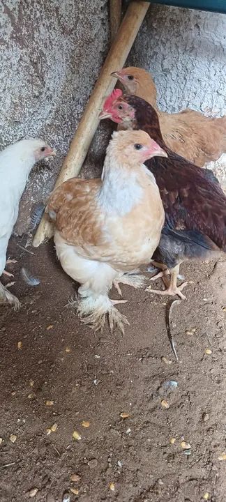 11 pintinhos Brahmas sortidos - Foto 4