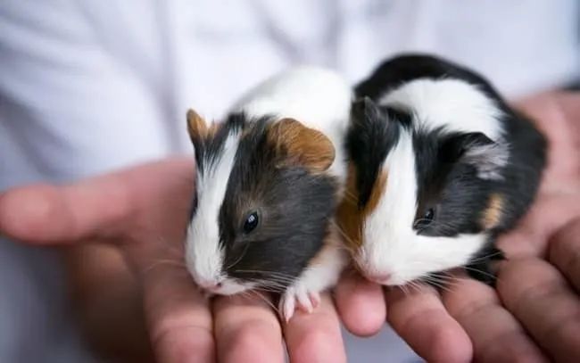 Porquinhos da India Inglês  - Foto 2