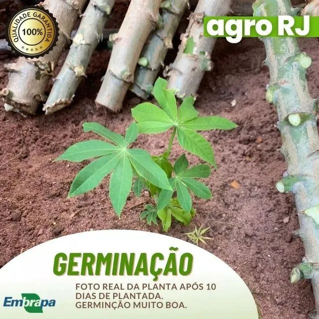 60x Mudas/ramas/manivas Mandioca De Mesa Amarela - Brs-429