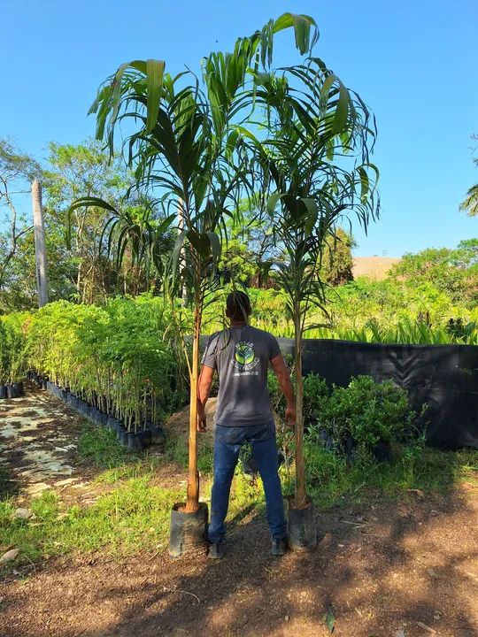 Palmeira carpentaria -  - Foto 2