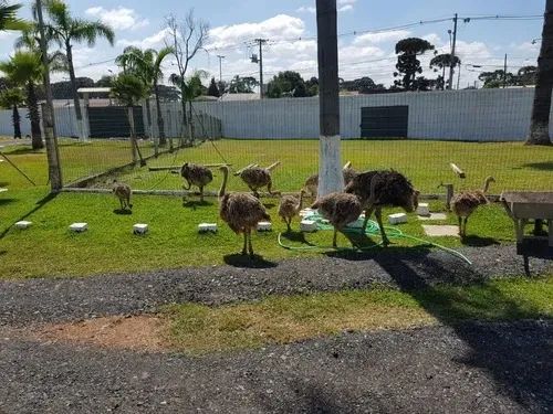Vendo Casal De Avestruz - Raça African Black