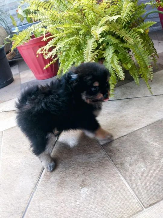 PROMOÇÃO  ULTIMO MACHINHO SPITZ  MICRO - Foto 4