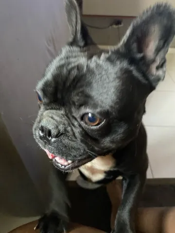 Cachorro rajado  +15 anúncios na OLX Brasil
