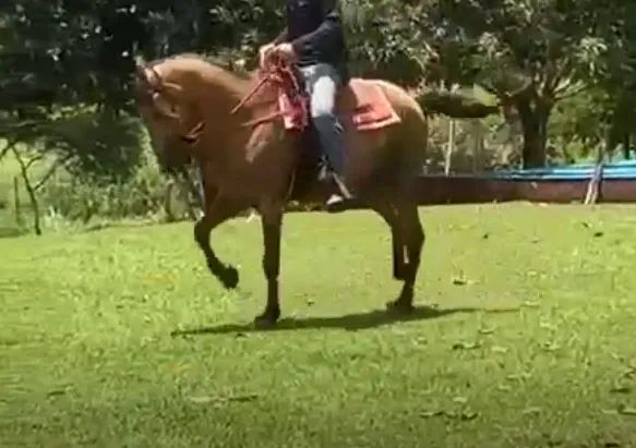 Cavalo Manga Larga  - Foto 3