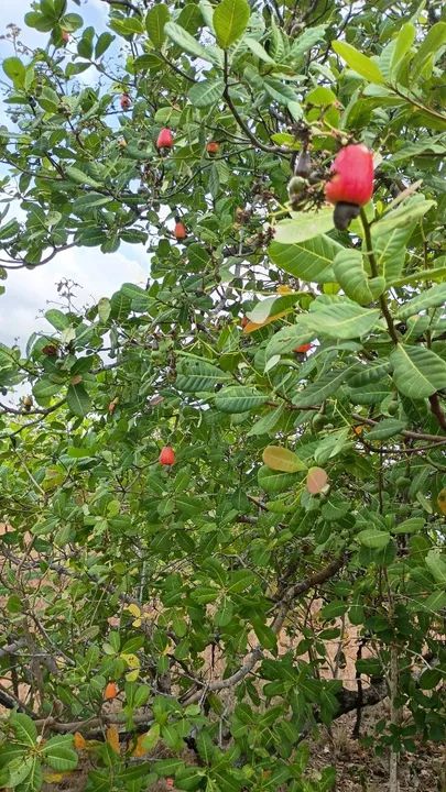 Mangaba delícia do serrado  - Foto 3