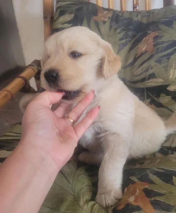  Golden Retriever - Foto 2