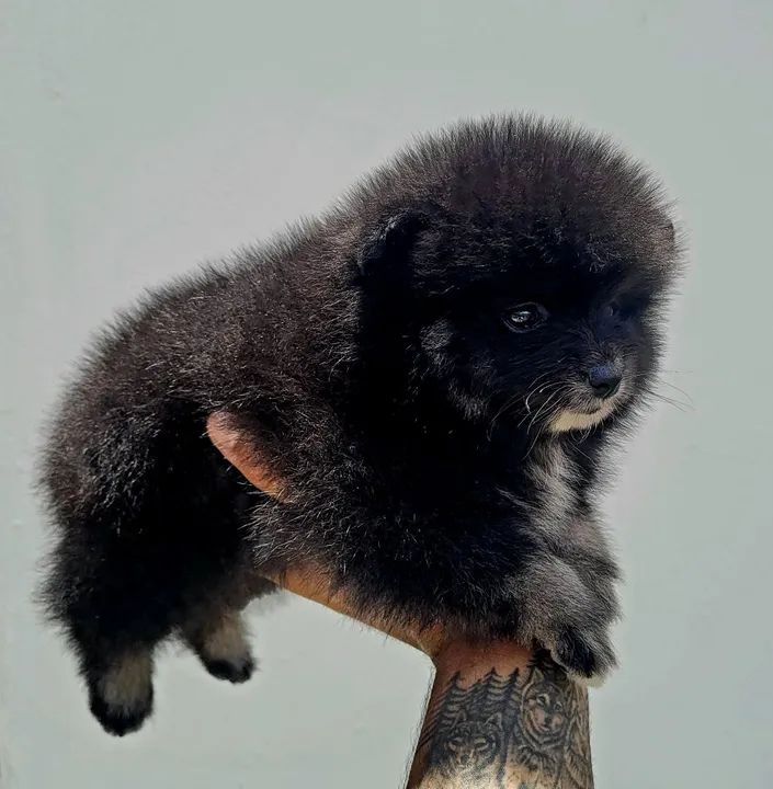 Spitz Alemão - Lulu da Pomerânia - Fêmea com pedigree CBKC - Foto 4