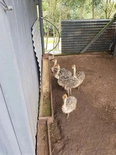 Vendo Casal De Avestruz - Raça African Black - Foto 2