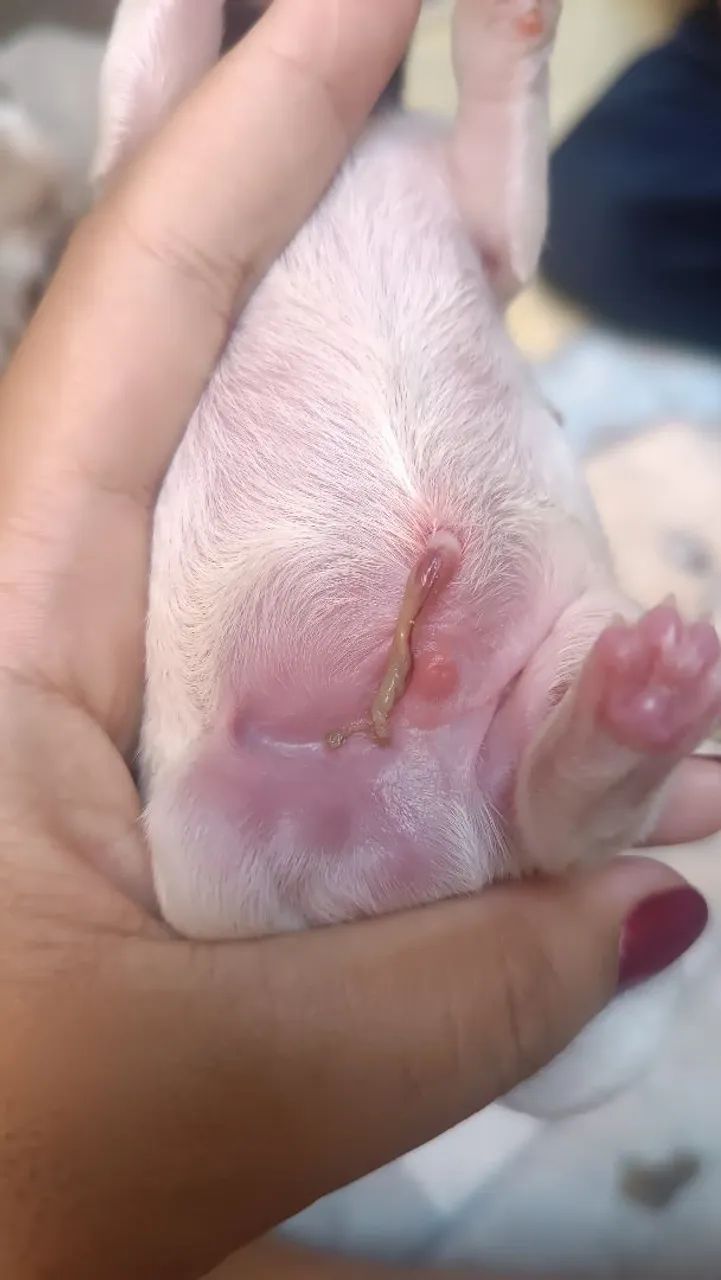 Filhote de cachorro