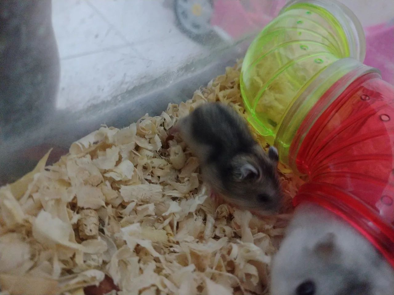 1 Hamster bebê disponível  - Foto 3