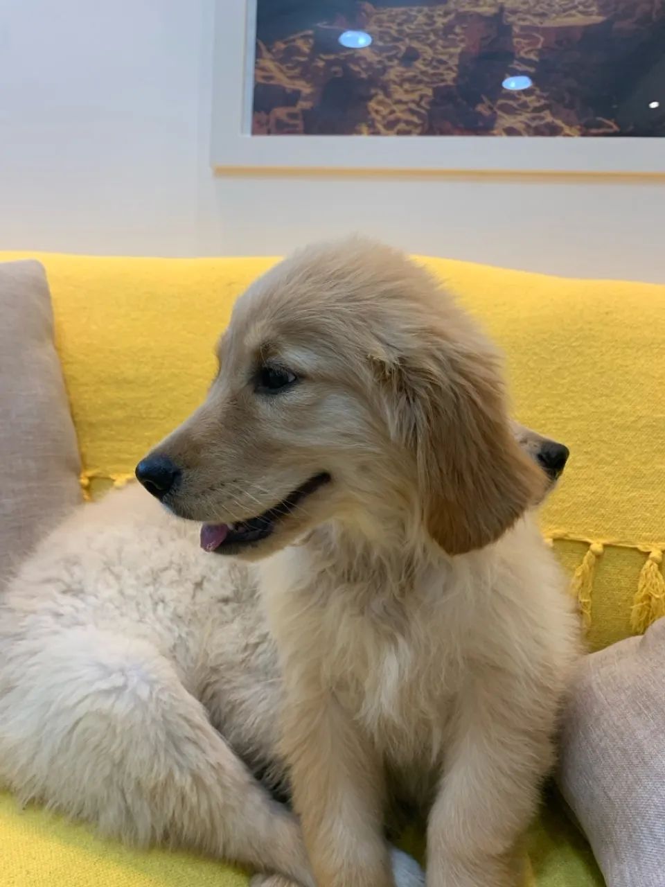 Filhote Golden Retriever - Fofo e Brincalhão - Foto 3