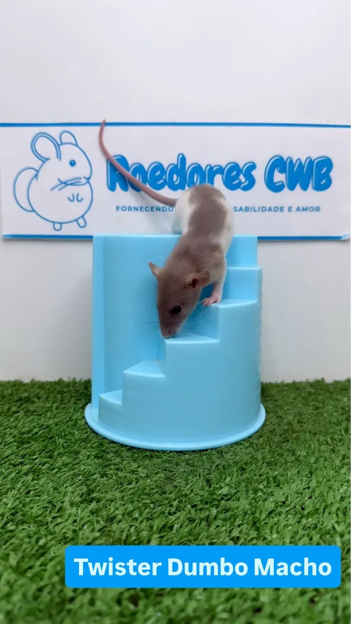 Twister/Mercol Filhotes (Roedores CWB)  - Foto 2