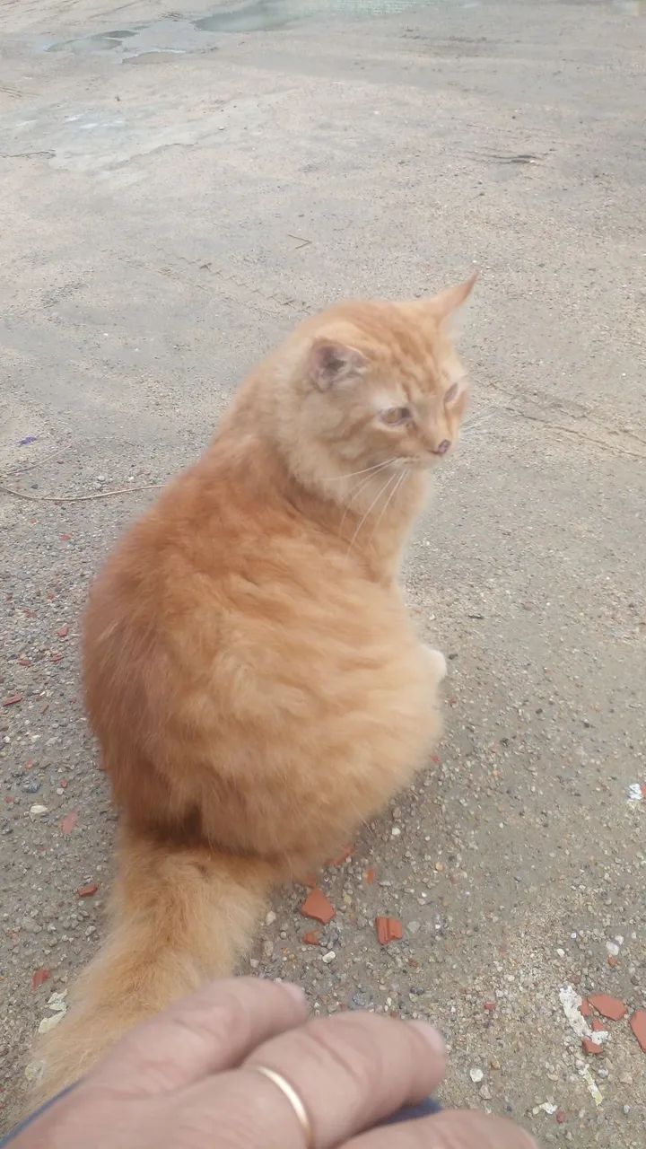 gato sumido. - Foto 3