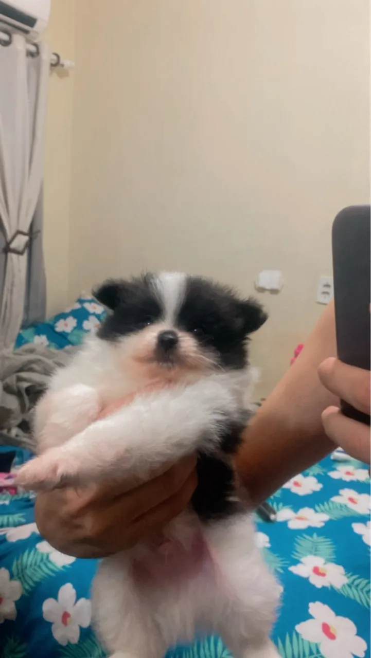Filhote de Spitz Alemão - Uma Bolinha de Pelúcia!