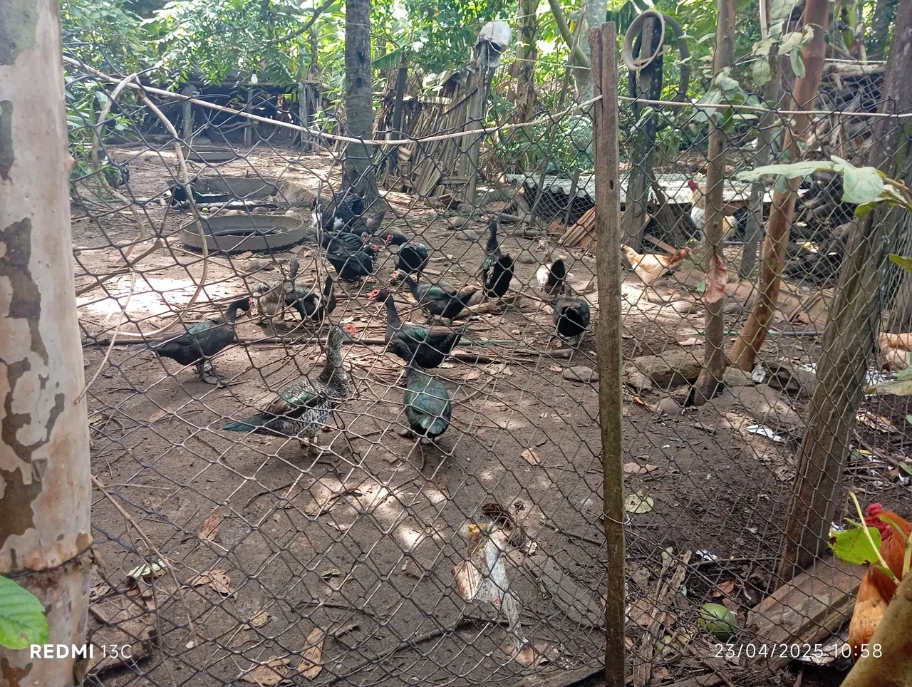 Patos Indios - criados em ambiente familiar