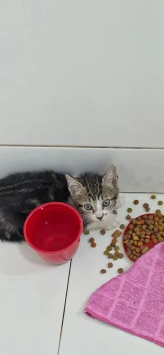 Adote um Gatinho e Ganhe um Amigo para a Vida! ?