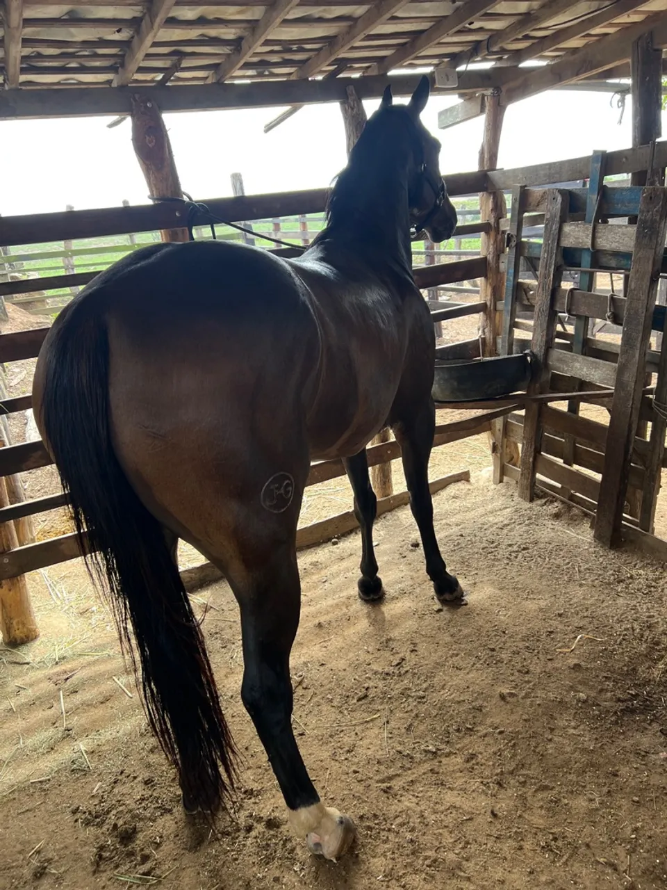 Cavalos 