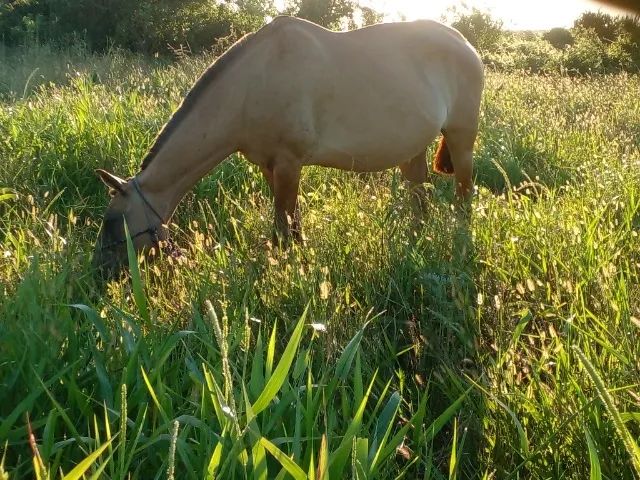 Égua Com 8 Meses Gestação /  Campolina / Mansa de tudo /  Campos dos Goytacazes Rj  - Foto 6
