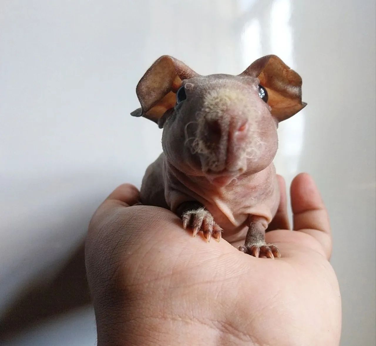 Porquinho da india - Skiny macho fofo - Foto 2