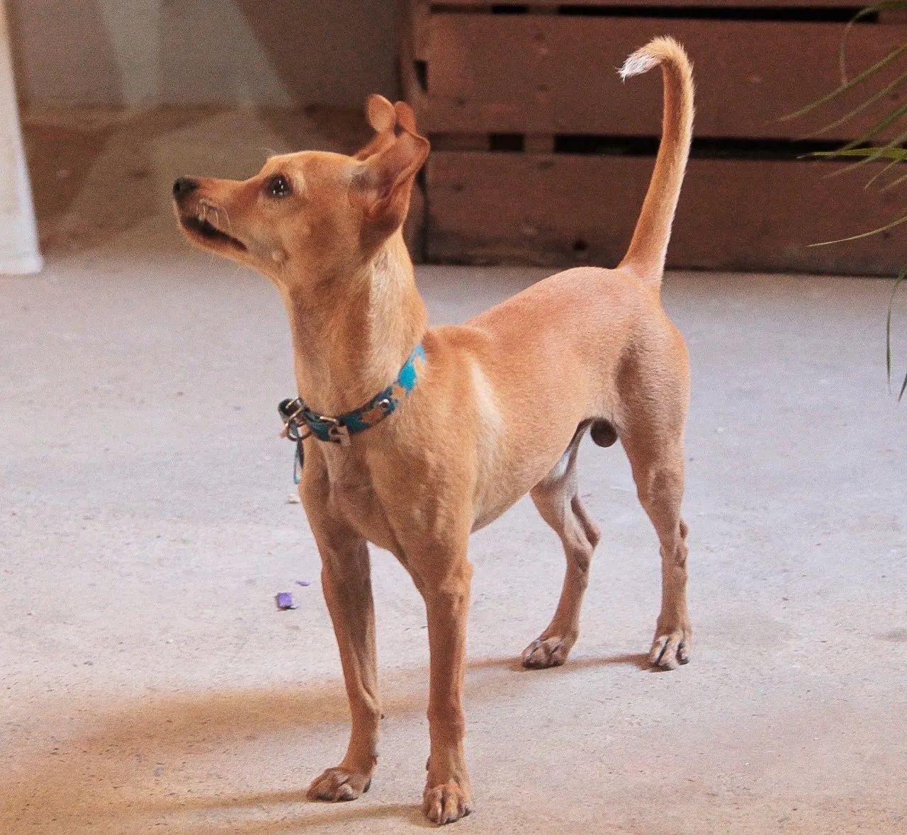 Disponível para cruzar 