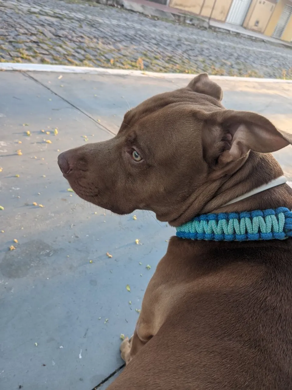 Pitbull Macho - Procurando um lar