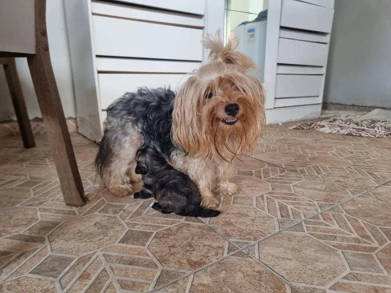 Vendo filhotes de Yorkshire