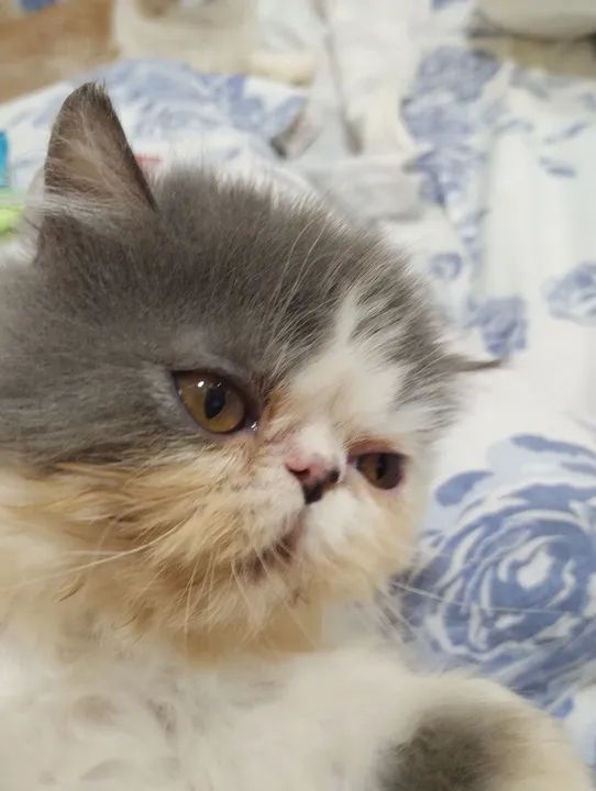 Top show persa - Foto 5