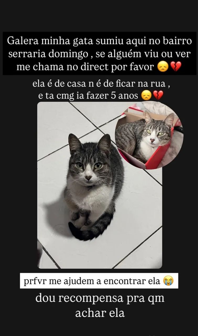 Gata perdida - Serraria