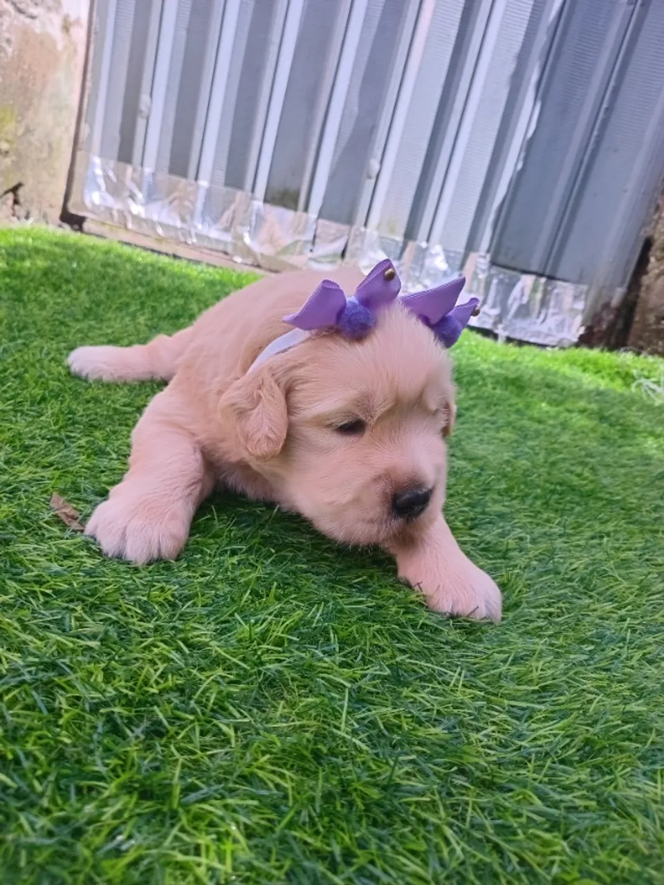 Cachorro golden retriver