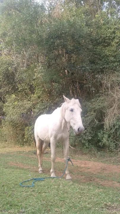Vendo Égua e Cavalo  - Foto 4