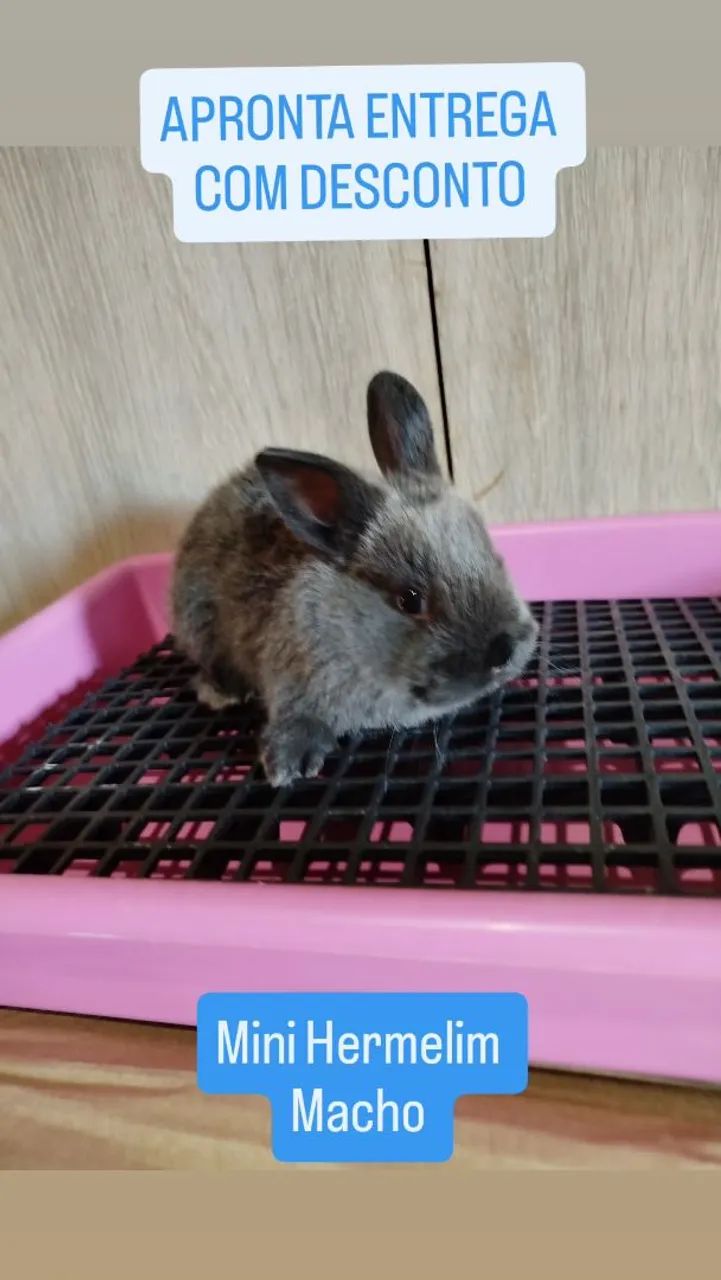 Mini Coelhos Variadas Raças e Valores - Foto 6