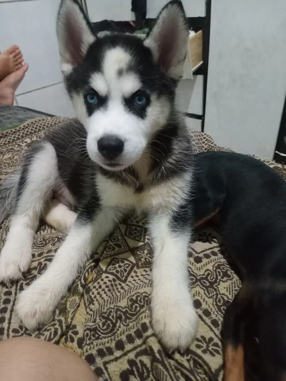 Filhote de Husky Siberiano com olhos azuis