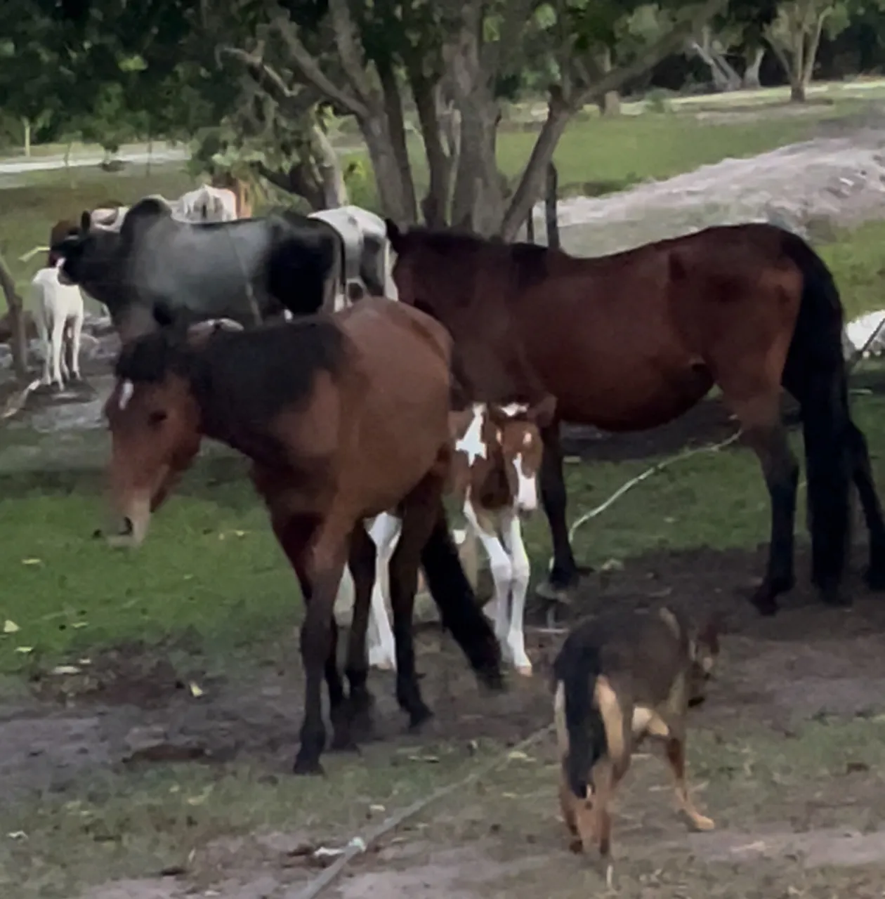 Cavalos e potros a venda