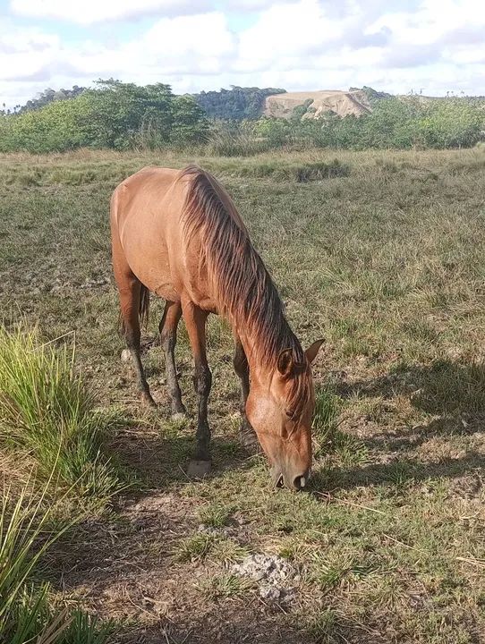 Cavalo para venda