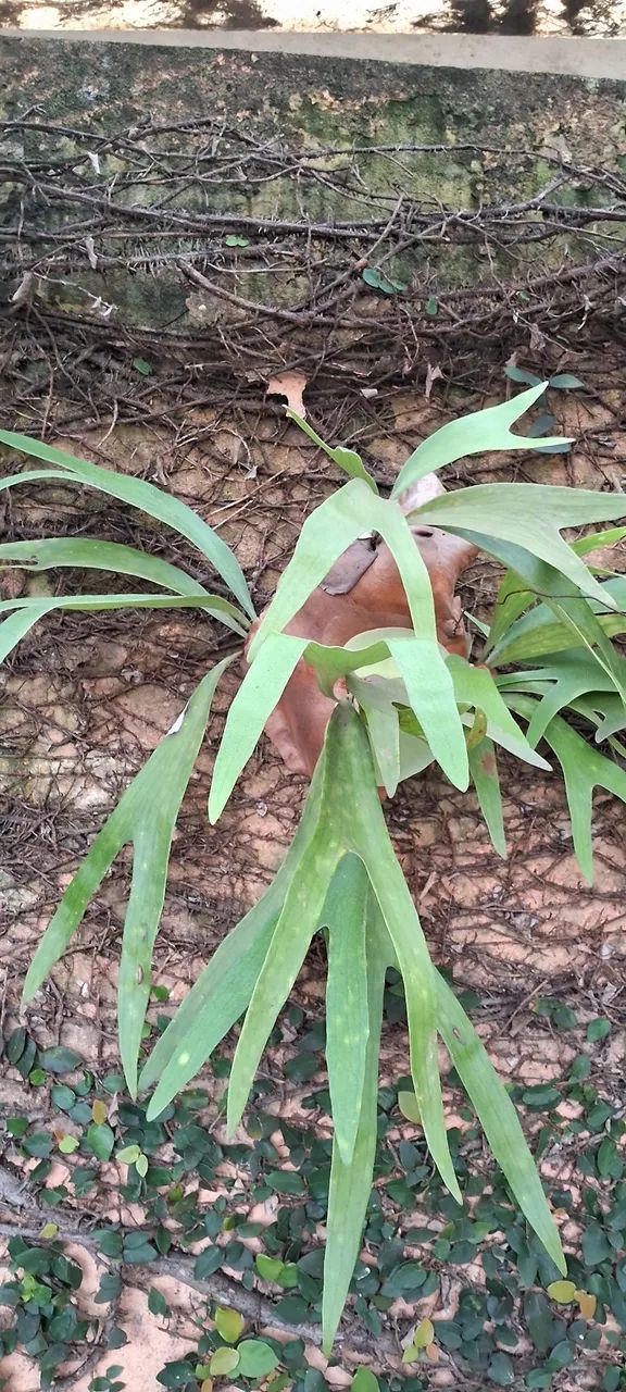 Planta verde para decoração - Foto 3