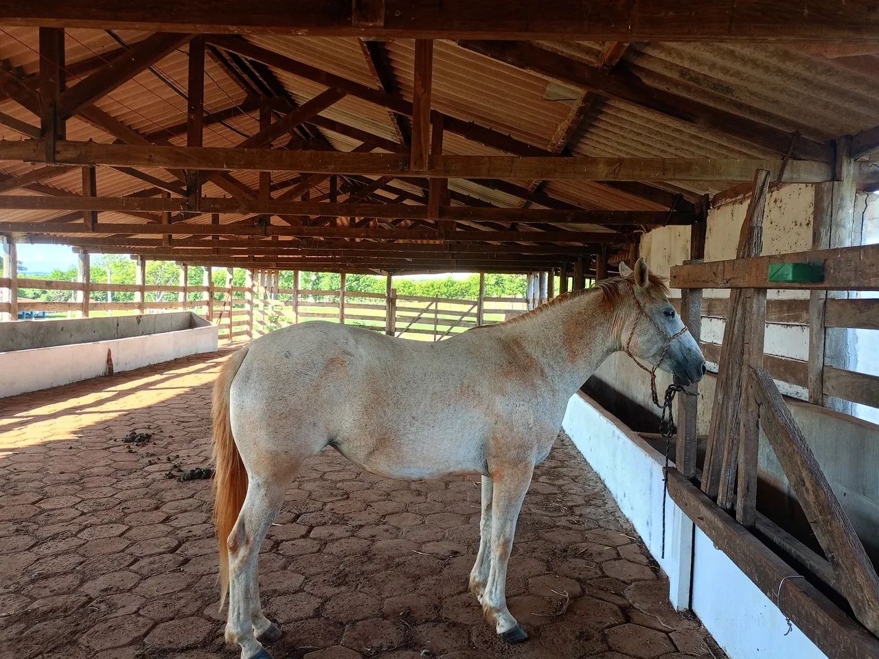 Égua 3/4 a venda  - Foto 2
