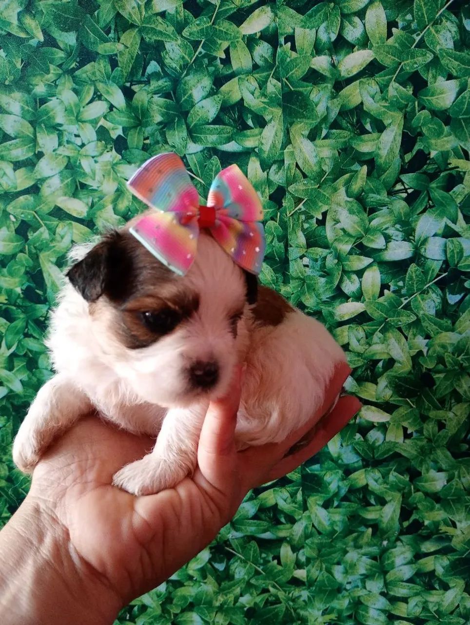 Shipoo fêmea  - Foto 3