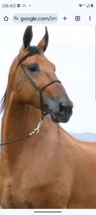 Cavalo campolina garanhão  - Foto 2