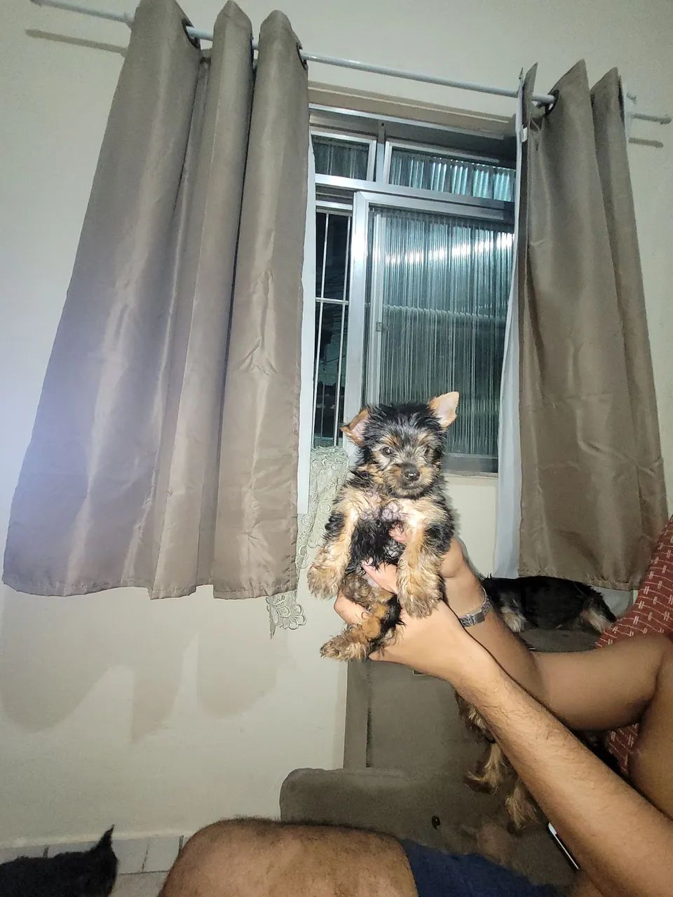 Yorkshire Terrier Filhote - Foto 5