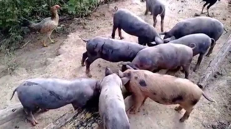 Vendo urgente leitoa caipira