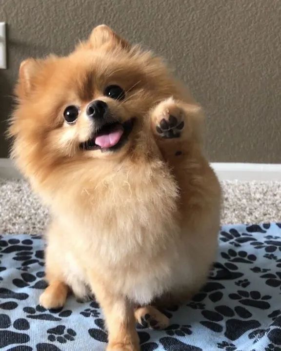 Cachorro Spitz alemão  - Foto 3