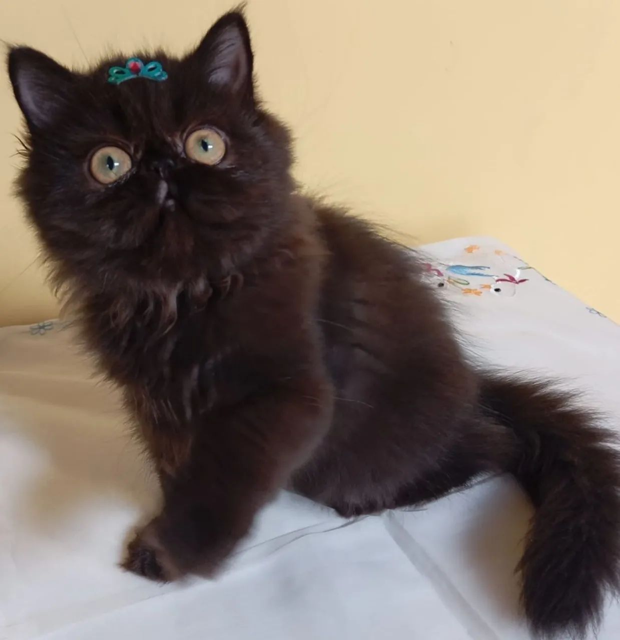 Filhotes de gatos persas puros  - Foto 6