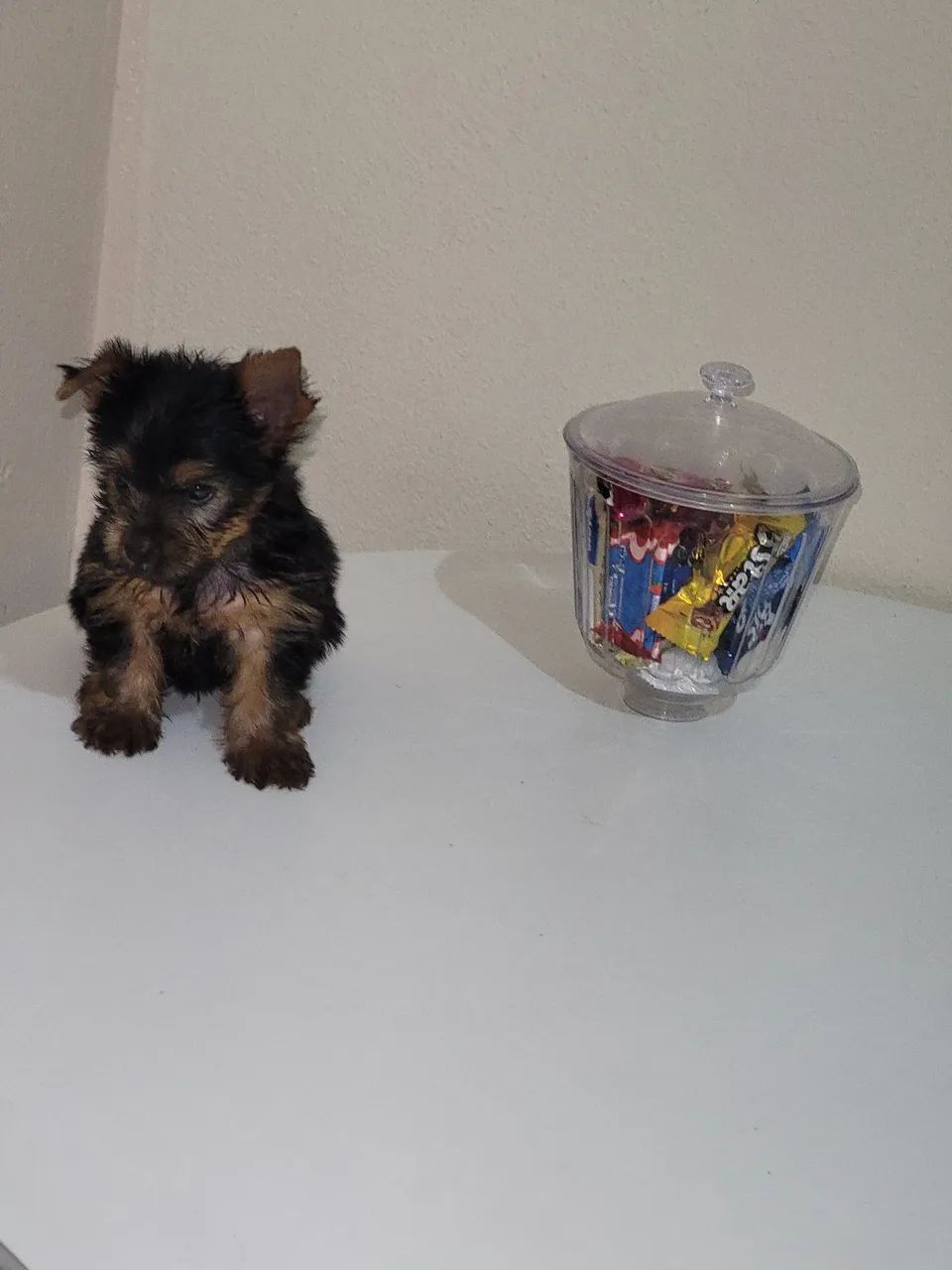 Yorkshire Terrier Filhote - Foto 3