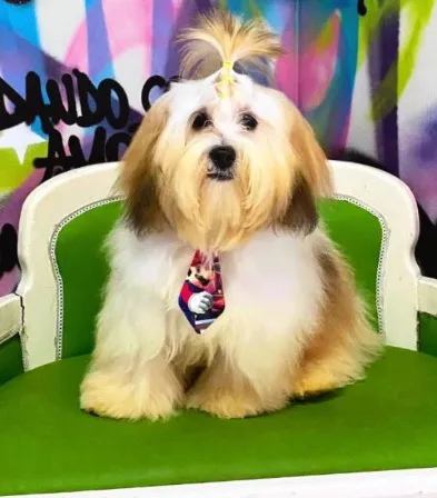 Lindo Shih Tzu com gravata charmosa