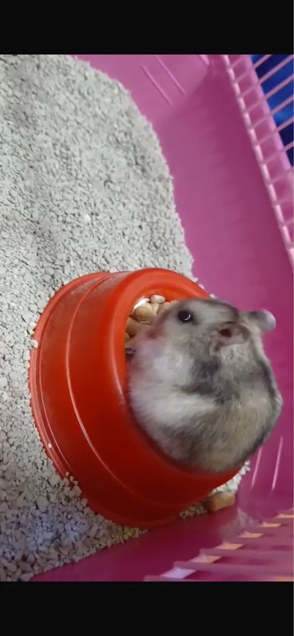 Doação hamster - Foto 4